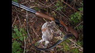 Вологодская охота на боровую дичь. Часть 2