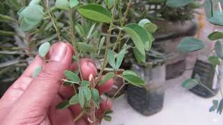 Techniques to Grow Raw Plants in Pots & Planters | Wild Plants | Hindi/Urdu