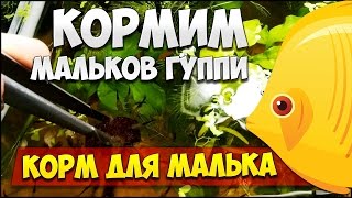 ЧЕМ Я КОРМЛЮ МАЛЬКОВ ГУППИ чем кормить мальков, мальки гуппи | КОРМ ДЛЯ РЫБОК