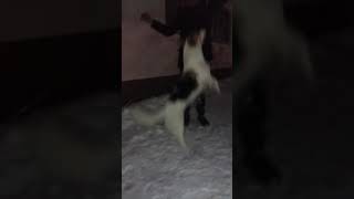 Собака откусила палец. Порвала перчатку. Собка в снегу