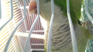 Любопытные попугаи квакеры