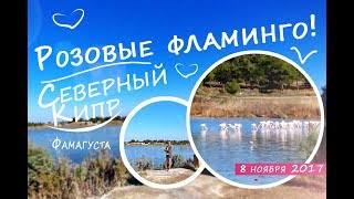 Северный Кипр - Розовый фламинго дитя заката. Прилетели на зимовку - 8 ноября 2017 Фамагуста.