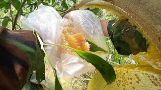 ONG KHOÁI ĐẦU MÙA 2019. (Tuyệt Vời)