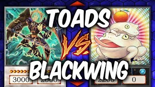 Duel Week: BLACKWINGS vs TOADS (Yugioh Deck Mastery)
