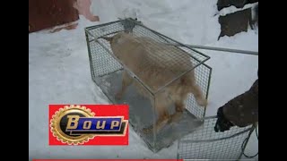 Гуманный отлов ПЕТЛЯ