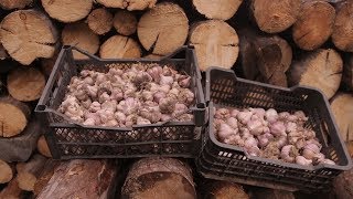 Как вырастить чеснок, часть 2. Ответы на вопросы. Урожай. Крупный чеснок без проблем!