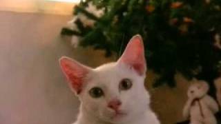 My name is Gogol (playful cat)