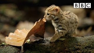 World's smallest cat ?- BBC