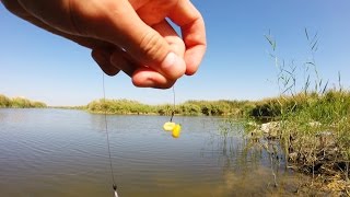 Насаживание кукурузы на крючок.Рыбалка.Fishing