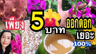 สูตรง่าย!! 5บาทเร่งดอกกล้วยไม้ตรึมแบบเขียวโตเร็วแทงหน่อดีพริกมะเขือมะนาวใช้ได้ไม่หมักแม่ก้อยพาทำ