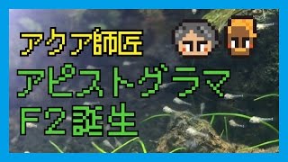 アピストグラマ子育て日記【飼育・繁殖・産卵・成長】④F2誕生