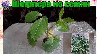 Шеффлера (Schefflera) : выращивание из  семян в домашних условиях.Часть 2-я