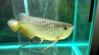 My Big Red Tail Golden Arowana (RTG)
