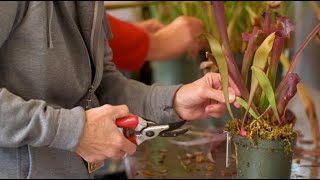 Volunteering at Frederik Meijer Gardens & Sculpture Park