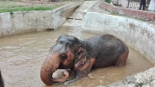 This Elephant Spent 30 Years Alone In The Zoo  Where He’s Going Now Tears