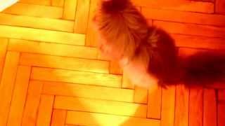 Приколы над животными:(Как я играю)