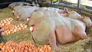 Amazing modern baby calf born method - Incredible automatic cow pig farming processing technology