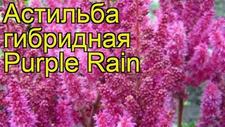 Астильба гибридная Пёпл Рэйн. Краткий обзор, описание характеристик astilbe hibrida Purple Rain