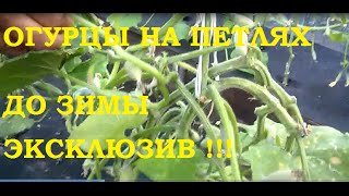 Огурцы на петлях до зимы. Эксклюзив!