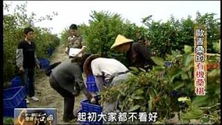 20110508 一步一腳印 發現新台灣 - 歐吉桑的有機桑椹