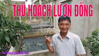 CHÁU TÔI NUÔI LƯƠN ĐỒNG 1 NĂM BÂY GIỜ THU HOẠCH NHƯ THẾ NÀO? MÔ HÌNH CHĂN NUÔI I HQV