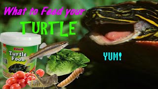 What to Feed your Turtle