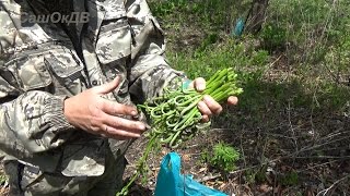 Папоротник Орляк.