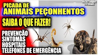 PICADAS DE ANIMAIS PEÇONHENTOS SAIBA O QUE FAZER! Hospitais e Telefones -aranhas, escorpiões, cobras