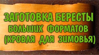 БЕРЕСТА ЗАГОТОВКА БЕРЕСТЫ Крупноформатные листы, как кровельный материал для жилья в лесу.