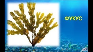 Водоросль ФУКУС не переваривается организмом - УСВАИВАЕТСЯ только на 1,5 % / Фролов Ю.А.