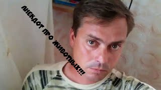 Новые #анекдоты, анекдот новинка 2019г про животных, анегдот, с субтитрами, юмор,короткие приколы.