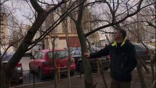 Живая изгородь из ивы ,какой выбрать сорт,важно знать!!!