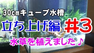 30cmキューブ水槽　立ち上げ＃３　水草植栽編　【アクアリウム】