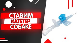 Как поставить внутривенный катетер собаке? Техника постановки катетера видео