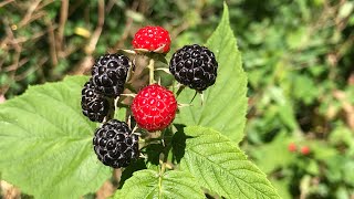 Hái trái Mâm Xôi mọc sau nhà(Picking blackberries in the backyard)