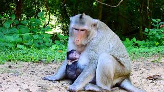 So poor monkey Lizzy sitting lonely by placing Lizza in chest nursing|She's marvelous mummy of all