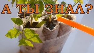 Как правильно ПОЛИВАТЬ РАССАДУ?