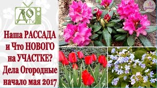 Что НОВОГО? РАССАДА на окне и НАШ УЧАСТОК. Начало мая 2017. Vlog от DelaOgorodnieTV