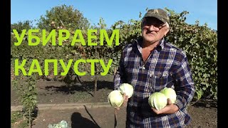 ВРЕМЯ СБОРА КАПУСТЫ и уборки капустных грядок