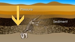 What Is A Fossil?