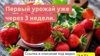 Чудо ягодница сказочный - чудо ягодница (клубника) в домашних условиях.