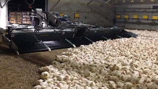 This modern farming machines saved million dollars for farmer. Incredible chicken farming technology