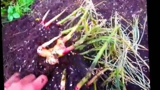Growing Ginger around Toronto - Harvest Video