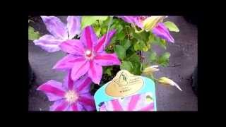 Best Flowering Vines - Clematis Wildfire