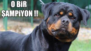 Dünya Şampiyonu ''Rottweiler'' ( Efsane Rottweiler çiftligi Hause of istanbul) #şampiyonlarligi #Dog