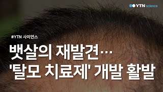 뱃살의 재발견…'탈모 치료제' 개발 활발 / YTN 사이언스