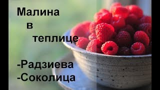 Как выращивать малину? Первый урожай малины в теплице (ч.1)
