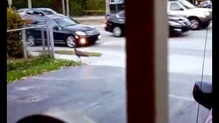 Павлин гуляет прямо на улице, напротив дома.