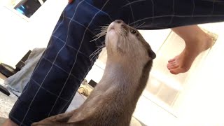 カワウソさくら おんぶする人間に異常に興味を示すカワウソ Otter interested in piggyback ride
