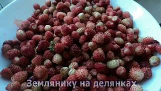 Частушки про Дятьково